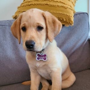 Meet your Posher, Fu-ting a